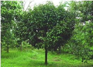 Il Mangostano (Garcinia Mangostana L.