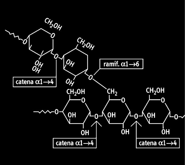 Si trova anche nei muscoli e viene consumato durante l attività fisica e ripristinato