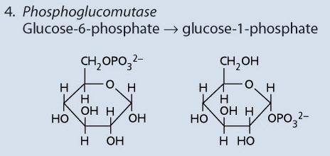 il glucosio