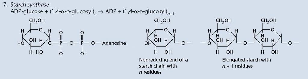 l ADP-glucosio reagisce con l estremità non riducente di una catena