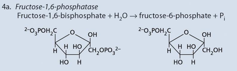 1,6-bisfosfato  