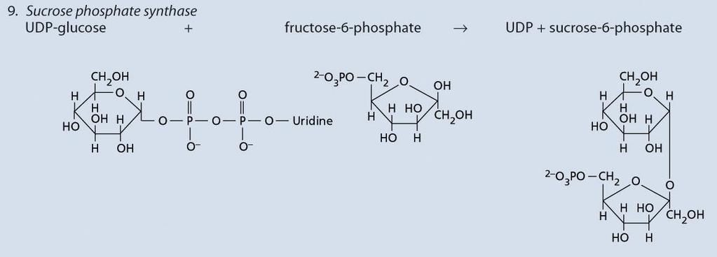 formazione del saccarosio 6-fosfato: saccarosio P sintasi (SPS): reazione irreversibile Accumulo di Saccarosio inibisce attività della SPS Il saccarosio rappresenta la forma di trasporto