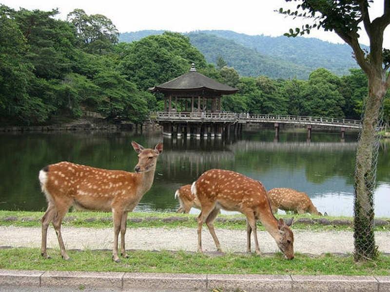 Nella quota, è inclusa una escursione a Nara (cinque ore). Include: la visita del Parco di Nara, il Tempio Todaiji, il Tempio Kasuga.