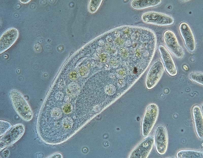 Regno PROTISTA (?) EucarioB Unicellulari o pluricellulari mobili oppure no Alcuni sono cenoci&ci (polinucleab); es.