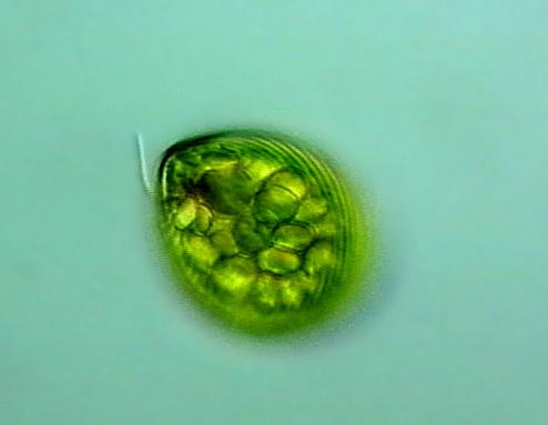 La MACCHIA OCULARE o STIGMA presente in molte alghe unicellulari flagellate Essa appare al microscopio opco come una macchia rosso-