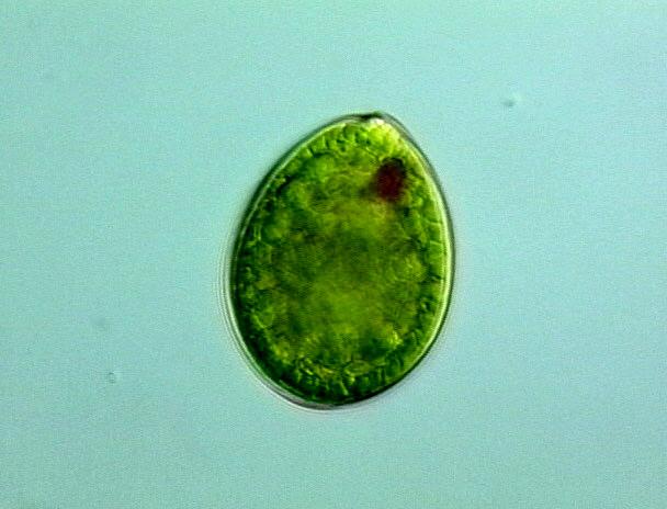 Euglenophyta ed in alcune Dinophyta dove è presente nel citoplasma Lo STIGMA ha la funzione di ombreggiare il vero organulo fotoreceoore
