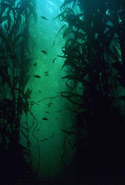 In alcune specie il tallo raggiunge dimensioni gigantesche (MacrocysCs) Giant kelp