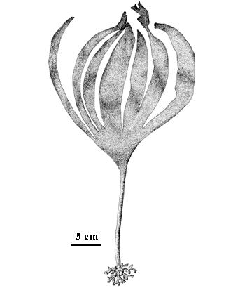 Sostanzialmente lo sporofito delle Laminariales è
