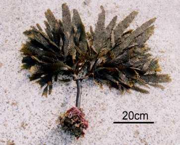 fronde a strisce ondulate lunghe 30 cm circa e larghe 4 cm; vivono attaccate alle rocce appena sotto la superﬁcie dell'acqua