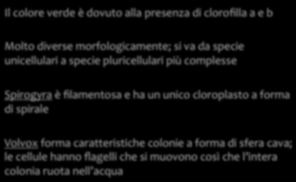 Alghe verdi (Chlorophyta) Il colore verde è dovuto alla presenza di clorofilla a e b Molto diverse morfologicamente; si va da specie unicellulari a specie pluricellulari più complesse Spirogyra è