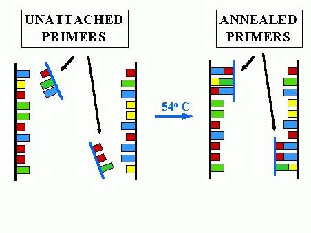 fase 2: ANNEALING I primers si appaiano alle