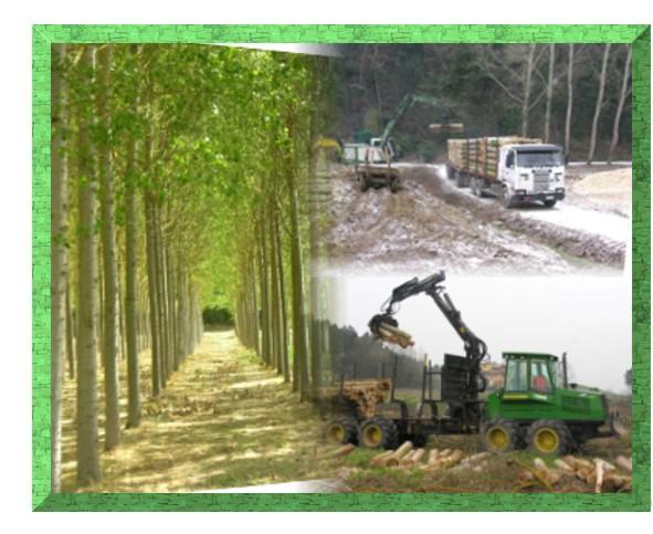 Convegno Nazionale Pioppicoltura e arboricoltura da legno in Italia Centro di ricerca per le foreste e il legno Sede di Innovazione dei sistemi di raccolta