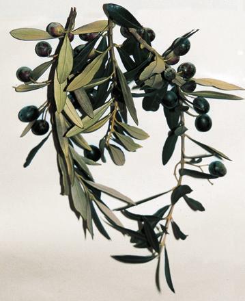 La maturazione inizia nel mese di novembre e si completa nel tardo inverno. Le olive danno una elevata resa in olio (circa 23%) di buona qualità.