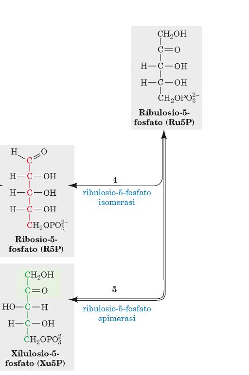 La via del pentosio fosfato: Fase non ossidativa (reazioni 4-5) Il ribulosio 5-fosfato viene successivamente isomerizzato a ribosio 5-fosfato dalla ribulosio 5- fosfato isomerasi oppure viene