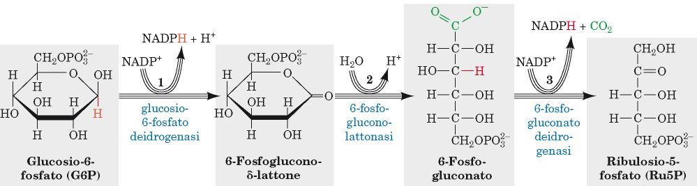 La via del pentosio fosfato: Fase ossidativa (reazioni 1-3) Le reazioni della fase ossidativa generano due