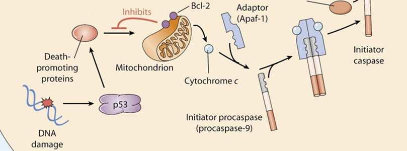 (internidanno DNA e