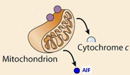 Apoptosis-Inducing Factor (AIF) Neurons, and perhaps other cells, have another way to self-destruct that unlike the two paths