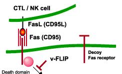 Virus VS Apoptosis L apoptosi indotta da recettori di