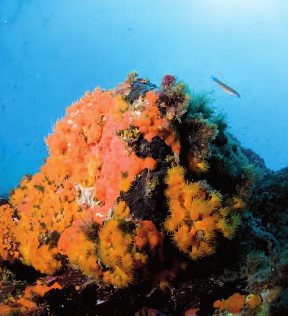 Palmi, uno scoglio ricoperto dal coralligeno Astroides calycularis TURISMO Scilla, uno stupendo cerianto (Ceriantus membranaceus), sullo sfondo la Montagna di Scilla