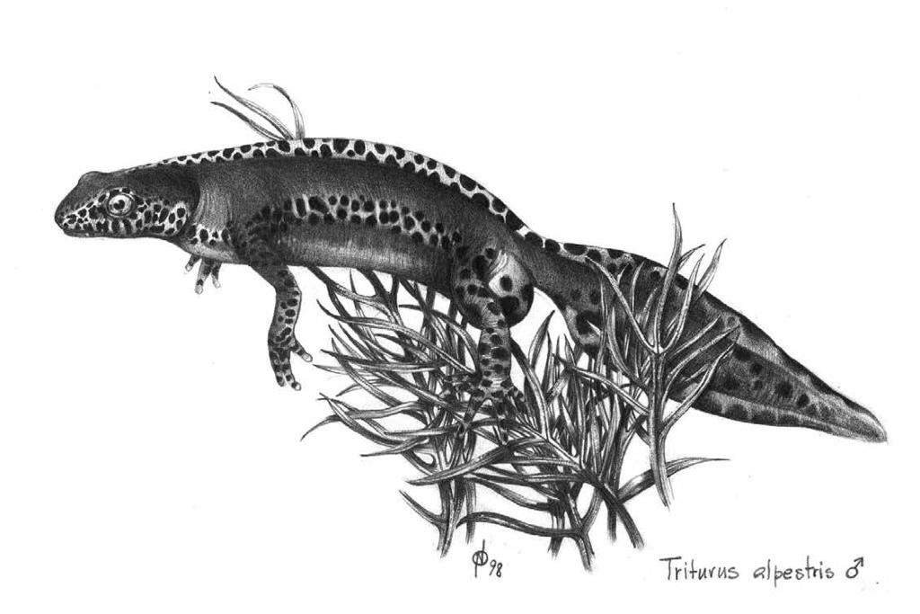 Conservazione Conservazione Invited Speaker Conservation genetics in amphibians: Integrating spatial and temporal population processes Distribution, threats and conservation strategy of Bombina