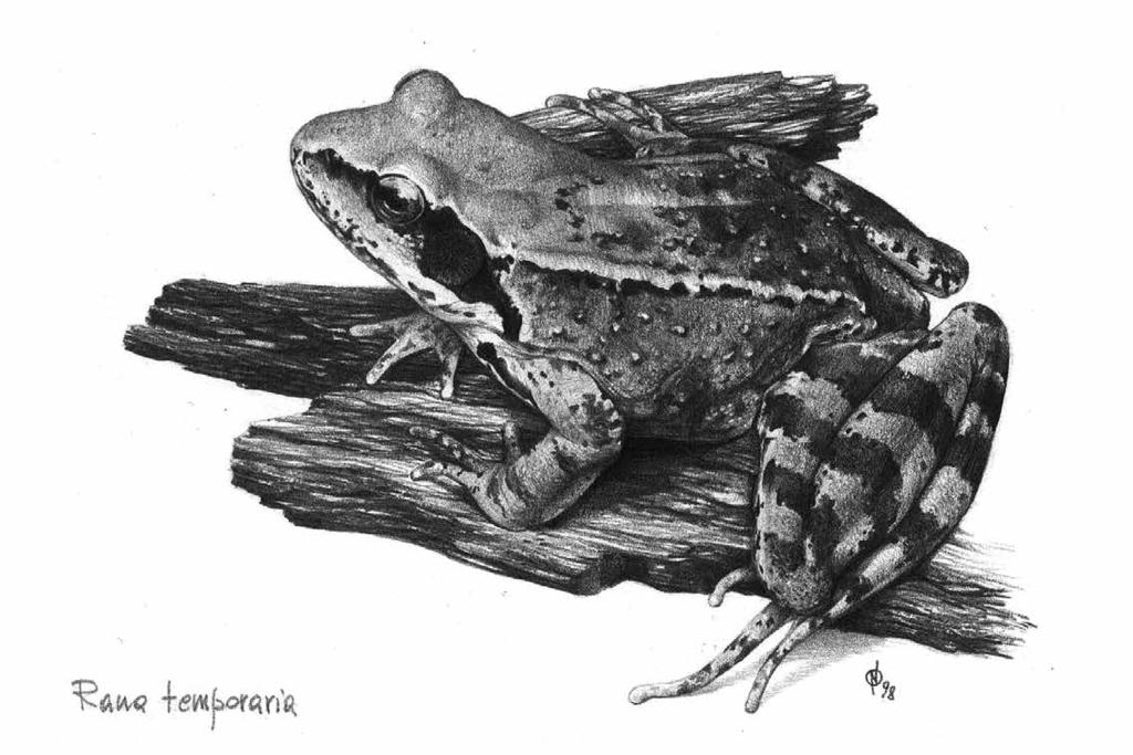Paleontologia, Museografia ressante rimarcare che C. checchiai è più antico della più antica specie di Crocodylus ritrovata in America, Crocodylus falconensis Scheyer et al.