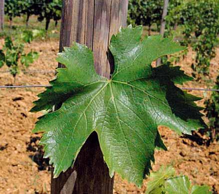 TABELLA 3 - Analisi del mosto del vitigno Guarnaccino n.