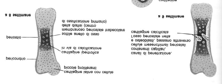 Ostogenesi formativa su modello cartilagineo Primo centro di ossificazione diafisario Deposizione a partire dal pericondrio