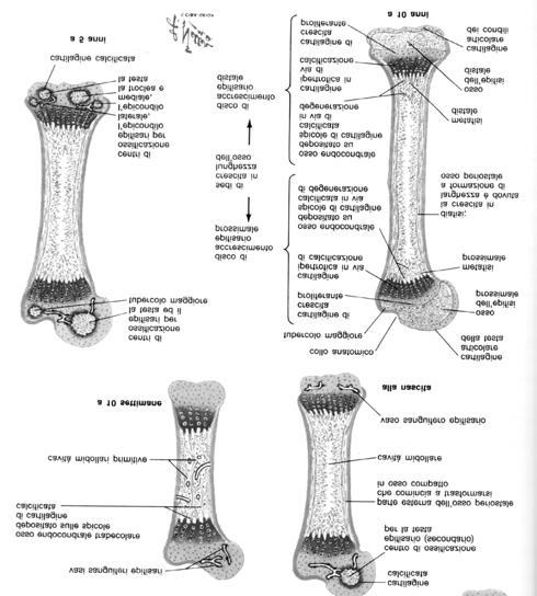 osteoblasti Osteogenesi formativa su modello cartilagineo Formazione dei centri di ossificazione epifisaria ed accessori