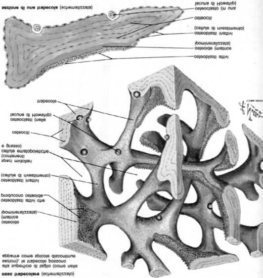 Struttura dell