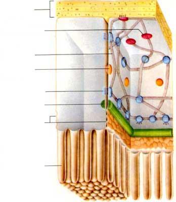 Ricostruzione tridimensionale dei sistemi di giunzione dell epitelio intestinale Proprieta Microvilli Formano una saldatura impermeabile intorno alla superficie apicale delle cellule, impedendo
