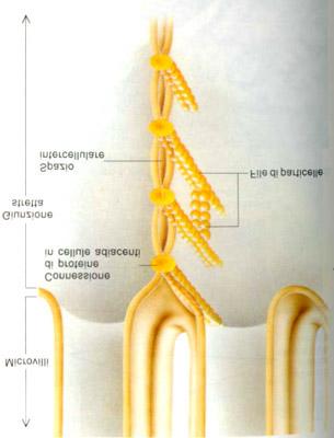 da J Darnell, H Lodish, D Baltimore, Biologia Molecolare Della Cellula, Zanichelli, 1994 L organizzazione molecolare della giunzione occludente comprende le seguenti