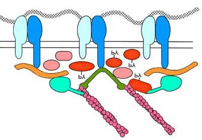 Organizzazione del citoscheletro e adesione focale mediata dalle integrine talina talina CAP paxillina vinculina -actinina FAK CRK CSK FAK SRC CAS Filamenti di actina tensina vinculina paxillina
