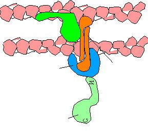 Il complesso di adesione Una causa della distruzione delle giunzioni intercellulari é l'espressione dell' oncoproteina APC (Adenomatous Polyposis Coli), prodotta da un gene oncosoppressore,