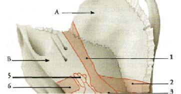 La cassa del timpano Costituisce le pareti dell orecchio medio e ospita