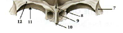 Solco del seno sagittale superiore 3- bordo parietale 4- Faccia interna della