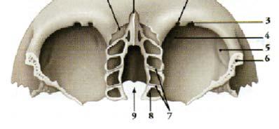 1 - Spina nasale (cresta inferiore) 2 - incisura frontale 3 - incisura sopra-orbitaria 4 - fossetta trocleare 5 - fossa lacrimale 6 - processo zigomatico 7 - Solchi etmoidali ant. e post.