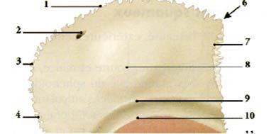 È convessa e liscia. Presenta : La tuberositàtà parietale (precedentemente bozza parietale), lieve elevazione, quasi centrale. Le linee temporali superiori e inferiori.