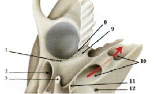 muscoli stilo-faringei, stilo-ioideiioidei e stilo-glossi; Il forame
