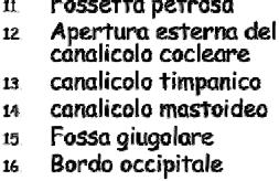 Situato posteriormente al processo stiloide, costituisce l apertura del canale