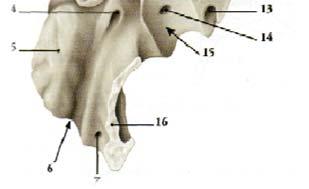 Anteriormente alla fossa giugulare si trovano : Il forame carotideo, via di