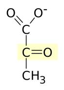 Le principali vie di utilizzo del glucosio sono rappresentate in figura: polisaccaridi parete cellulare