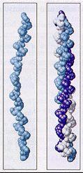 Struttura Secondaria di una Proteina: ollagene Tripla elica Tre catene polipeptidiche intrecciate a formare un corda Struttura del collagene (tessuto connettivo) Il legane- è perpendicolare alle