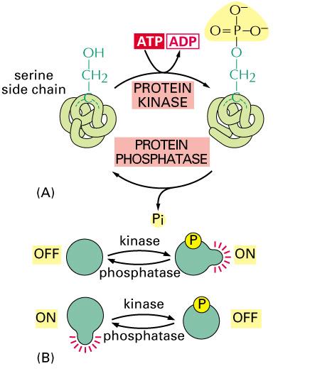 Proteine Derivate Glicoproteine Lipoproteine Nucleoproteine Proteine oniugate (oloproteine) porzione proteica = apoproteina attaccati piccoli gruppi = spezzoni