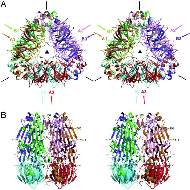 β-onglicinina (7s) e 2.