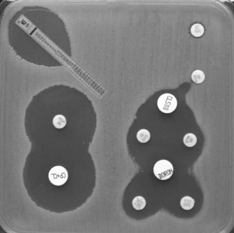 Figura VIII. E.coli CMY-2 e iperproduttore. Figura IX. P.mirabilis CMY-16. Ringraziamenti Gli autori ringraziano il dott David M. Livermore e la prof.