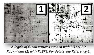 SALI E BIOCHIMICI RuBPS - reagente fluorescente per gel 2d RuBPS è un reattivo Fluorescente di nuova generazione per l identificazione delle proteine in SDS-PAGE e gel 2D.