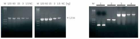 TAQ NZYSPEEDY DNA POLYMERASE (Speed Tag) NZYSpeedy DNA polymerase è una DNA polimerasi ricombinante termostabile con caratteristiche di elevate velocità di polimerizzazione.