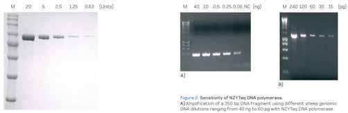 TAQ Note NZYSPEEDY PROOF DNA POLYMERASE (Proofreading) NZYSpeedy Proof DNA polymerase è una Taq polimerasi rcombinante termostabile purificata da Escherichia coli che combina le caratteristiche di