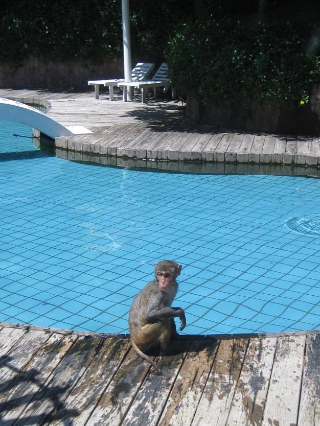 Macachi a bordo della piscina dotata di sdraio e ombrelloni.