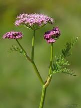 nei confronti degli enterococchi; Ocimum suave contro uropatogeni, Staphylococcus aureus, ecc.) MUTELLINA PURPUREA L.